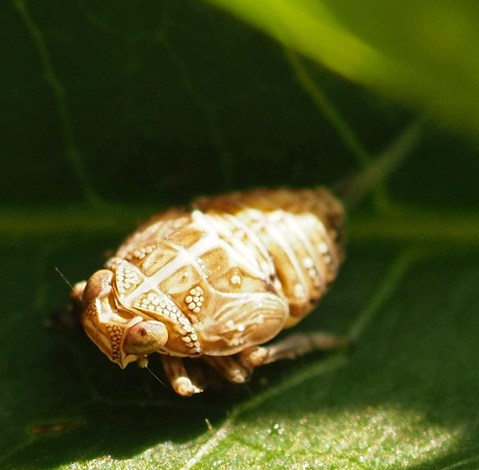 Echte Käferzikade, Issus coleoptratus Nymphe